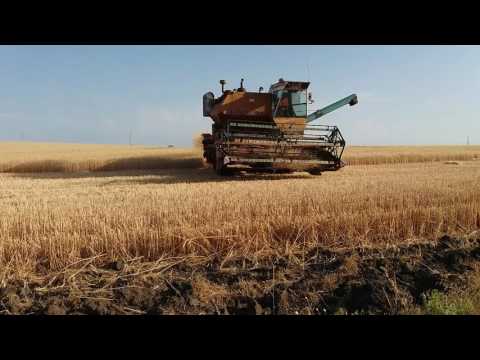 Видео: Комбайн Нива СК 5 уборка озимой пшеницы 2-й день