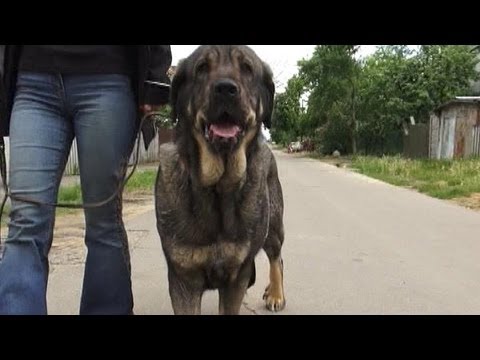 Видео: Испанский мастиф: советы заводчиков для начинающих, видео