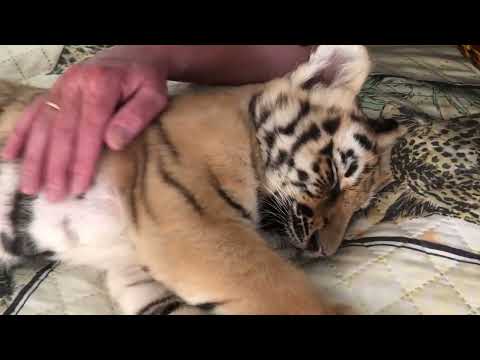 Видео: Большие кошки, парк львов, тигр в кровати