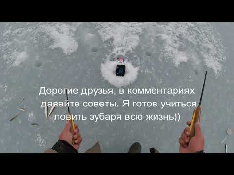 Видео: Зубарь в Амурском заливе. Не активный, но ловиться))