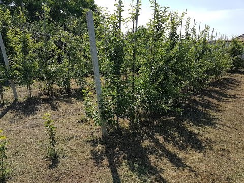 Видео: Интенсивный сад на 15 сотках