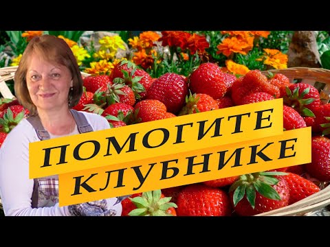 Видео: Обязательная подкормка клубники после цветения