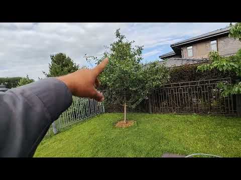 Видео: обзор сада! сад за 3 года