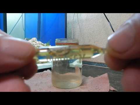 Видео: Море.  Начало запуска.