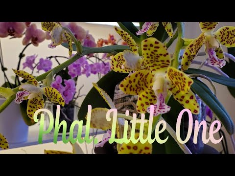 Видео: Фаленопсис-Фандопсис:) Phal. Little One 2022