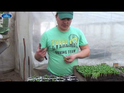 Видео: ПИКИРОВКА СЛАДКОГО  ПЕРЦА ПО ДВА В СТАКАН. В ЧЁМ ПРЕИМУЩЕСТВО?