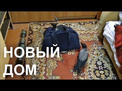 Видео: Его новый дом