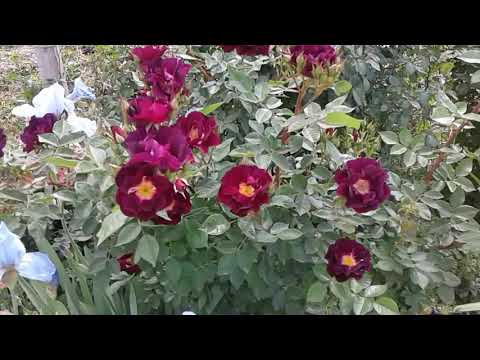 Видео: Питомник роз Полины Козловой, начало цветения, весна 2018