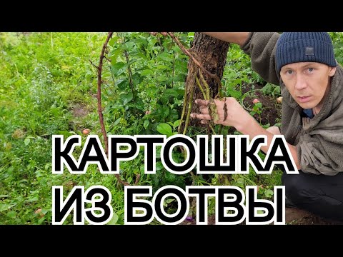 Видео: Теперь сажаю только так 🥔 УРОЖАЙ ПОРАДОВАЛ!