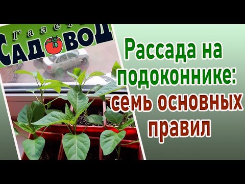 Видео: РАССАДА НА ПОДОКОННИКЕ: семь основных правил