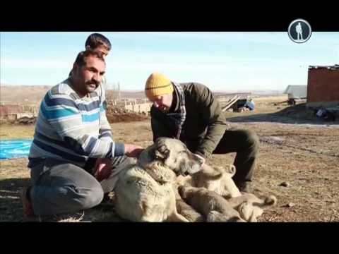 Видео: «Планета собак. Кангал».
