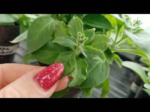 Видео: 😱Убрать нельзя оставить.Где запятая?🌺Выбор сортов петунии на сезон 2024_г.🌺