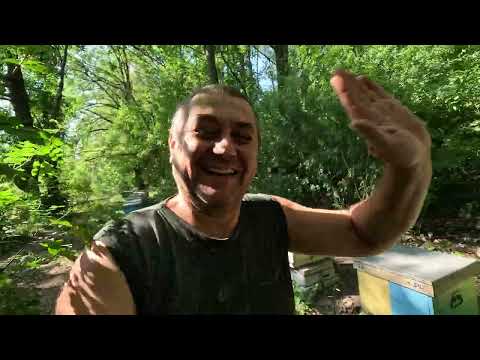 Видео: ✅ Закорм Пчел Сиропом и Полоски от Клеща Монхао! Пасека на связи! #пчеловодство1