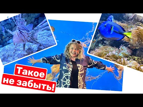 Видео: Комментируя их, Я чуть не уписалась! Ванкувер, Канада…