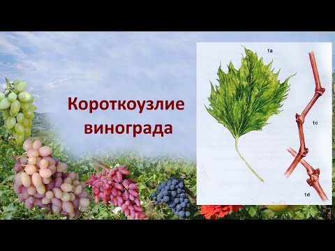 Видео: @Вирусная болезнь винограда  Короткоузлие винограда