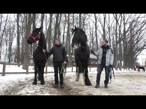 Видео: "Чорна перлина" та наймогутніший кінь з'явилися в екопарку