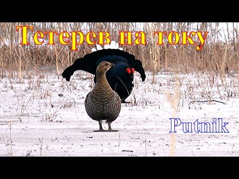 Видео: Тетерев на току