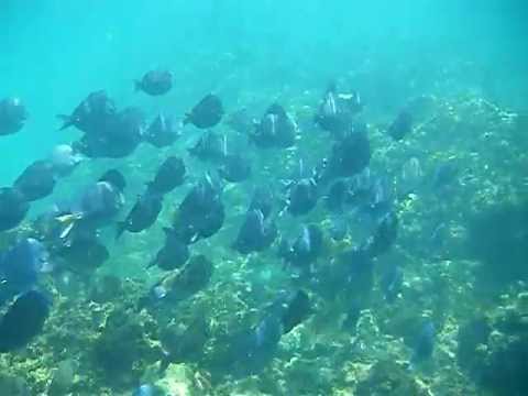 Видео: ЗАПРЕЩЁННЫЕ БАРАБАНЩИКИ. Человек-амфибия. Costa Rica