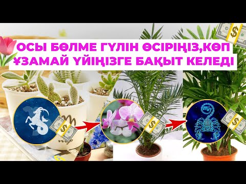 Видео: 🌷ОСЫ бөлме гүлін өсіріңіз, көп ұзамай үйіңізге БАҚЫТ келеді #гүлдер #бақыт #денсаулық #жұлдыз