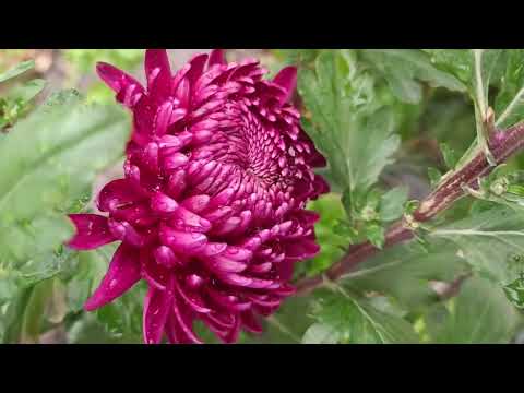 Видео: 🌺ЗАМОВЛЕННЯ НА ПРОДАЖ НЕЙМОВІРНИХ ХРИЗАНТЕМ - НАВЕСНІ!🌺