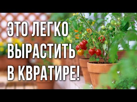 Видео: Огород на подоконнике. Как вырастить дома зимой огурцы, помидоры томаты, перцы, баклажаны и зелень.