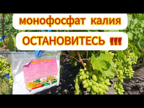 Видео: Монофосфат калия для винограда. Применять или нет.