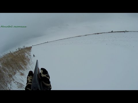 Видео: охота на зайца, выгоняю зайца с лежки!