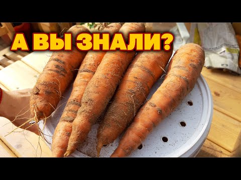 Видео: ХРАНЕНИЕ В КВАРТИРЕ МОРКОВИ НЕ ДРЯБНЕТ НЕ СОХНЕТ НЕ ГНИЕТ ПРОСТОЙ СПОСОБ  @obovsemsmarusya