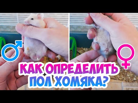 Видео: Как определить пол джунгарского и сирийского хомяка? Определение пола хомяка