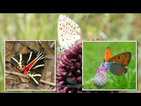 Видео: 03 Хърсовска река