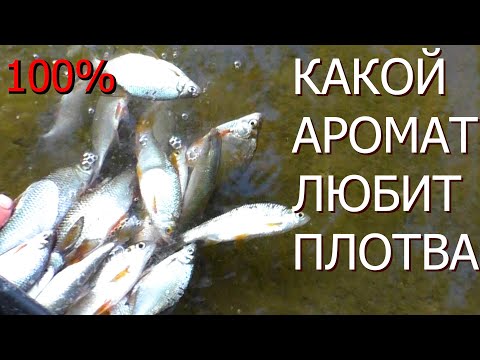 Видео: На что Клюет Плотва? на что Ловить Плотву ОСЕНЬЮ на Реке Днестр? Ловля Плотвы Фидером на Днестре!