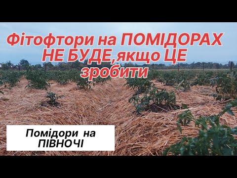 Видео: Таємниця БОРОТЬБИ з фітофторозом на помідорах РОЗКРИТА/ Вирощування помідорів на Півночі!