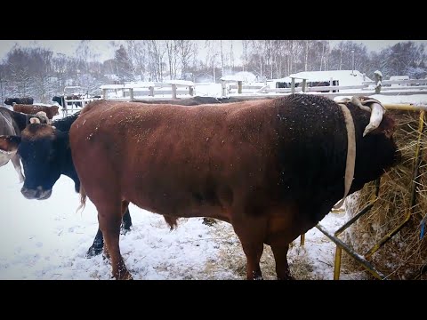 Видео: Последние минуты рыжего гиганта (это видео на дзене, см. описание 👇)