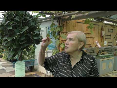 Видео: Лавр благородный.