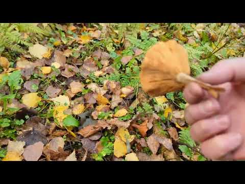 Видео: АСМР. Asmr. БОЛТАЮ И ХОЖУ ПО ЛЕСУ.  ЛЕСНЫЕ ТРИГГЕРЫ. Forest trigers