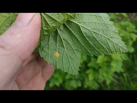 Видео: Почему на листьях черной смородины оранжевые пятна?Ржавчина черной смородины.