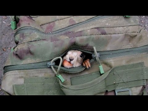 Видео: Ещё про белок и рюкзак / More about squirrels and a backpack