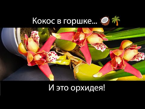 Видео: 🌴 «Кокос в горшке» — Орхидея с ароматом тропиков! | Maxillaria tenuifolia