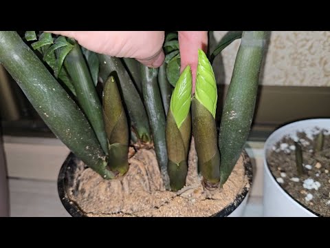 Видео: РАЗБУДИ ЗАМИОКУЛЬКАС от спячки и запусти мощный рост новой листвы