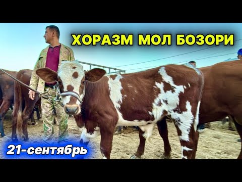 Видео: ХОРАЗМ МОЛ БОЗОРИ ЁШ ХЎКИЗЧАЛАР НАРХЛАРИ  21-сентября 2025 г.