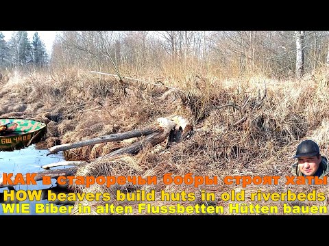 Видео: КАК в староречье бобры строят хаты. Бобры — одни из самых искусных строителей среди животных.