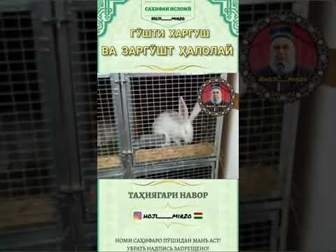 Видео: Хочи Мирзо дар бораи таспех аа харгуш ☝️