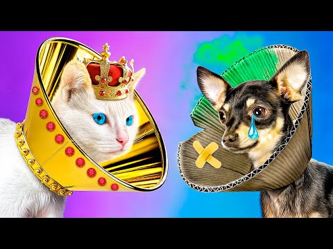 Видео: Богатая кошка vs бедная собака! Строим секретные домики для животных!