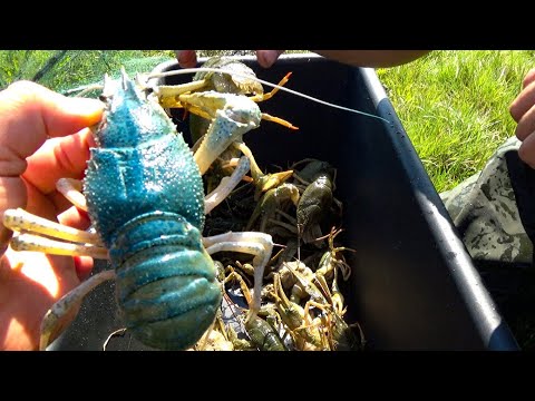 Видео: ГОЛУБЫХ РАКОВ Я ЕЩЁ НЕ ЛОВИЛ!!! Очень ПРОСТОЙ РЕЦЕПТ как ВАРИТЬ РАКОВ.