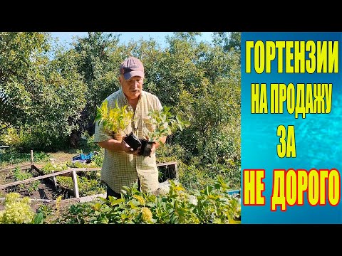 Видео: Гортензии на продажу за не дорого.