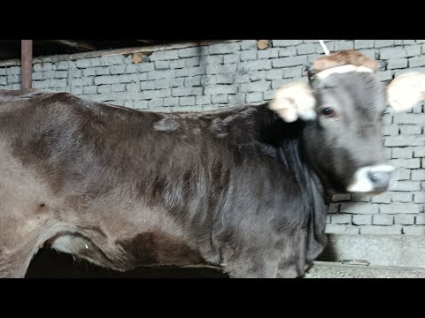 Видео: chorva 11 в прямом эфире!