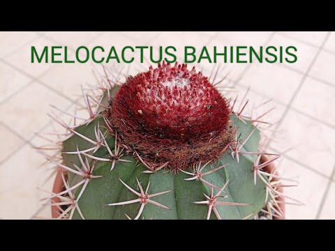 Видео: MELOCACTUS. МЕЛОКАКТУС.