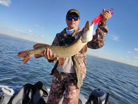 Видео: Трофейные щуки на каждом забросе!!! День рыбалова 2021, #поймал-отпусти!!!