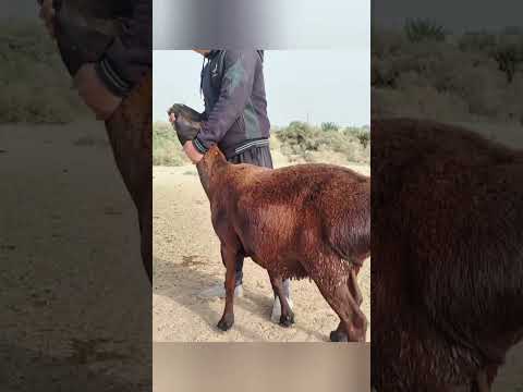 Видео: 2 ноября 2025 г.