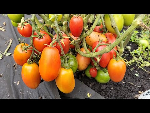 Видео: ЭТИ СОРТА ТОМАТОВ ЕДИМ УЖЕ В МАЕ! РАННИЕ Эти Томаты сажаю ежегодно, обязательно посажу в 2025 году